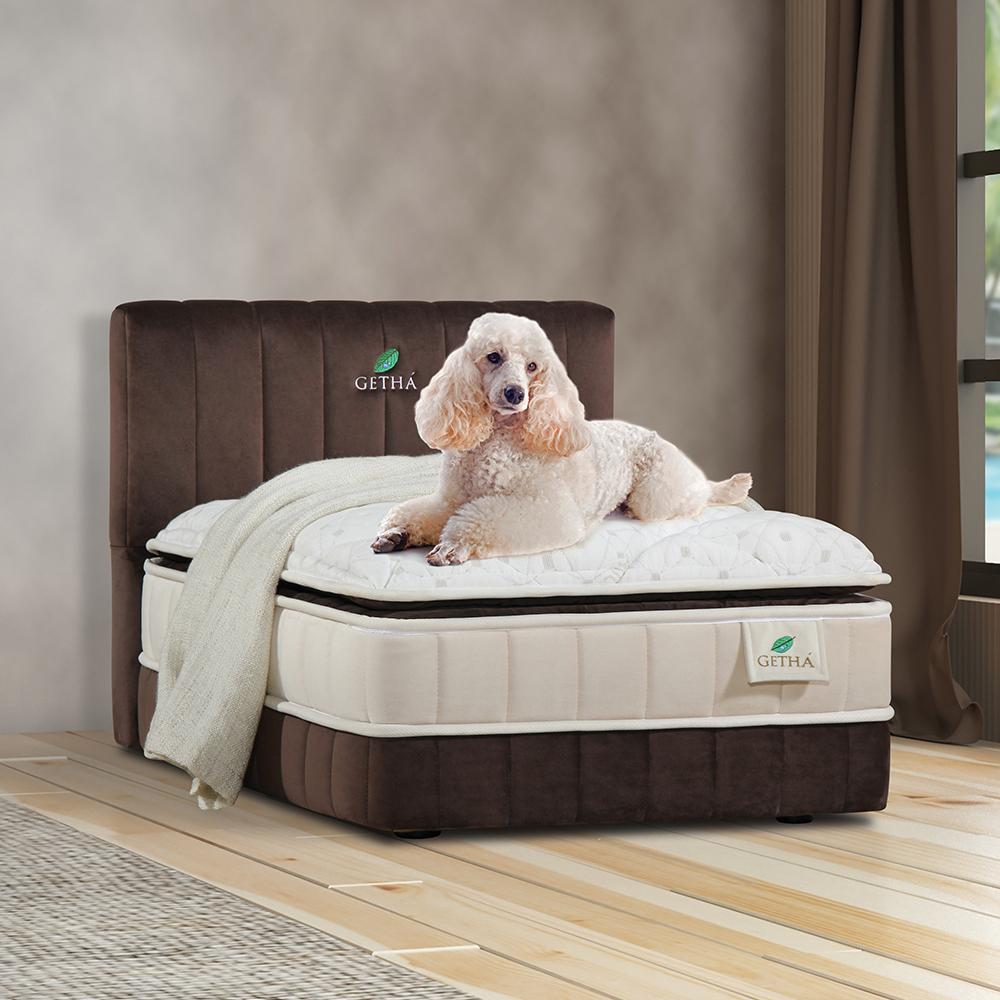 Dog on pet bed