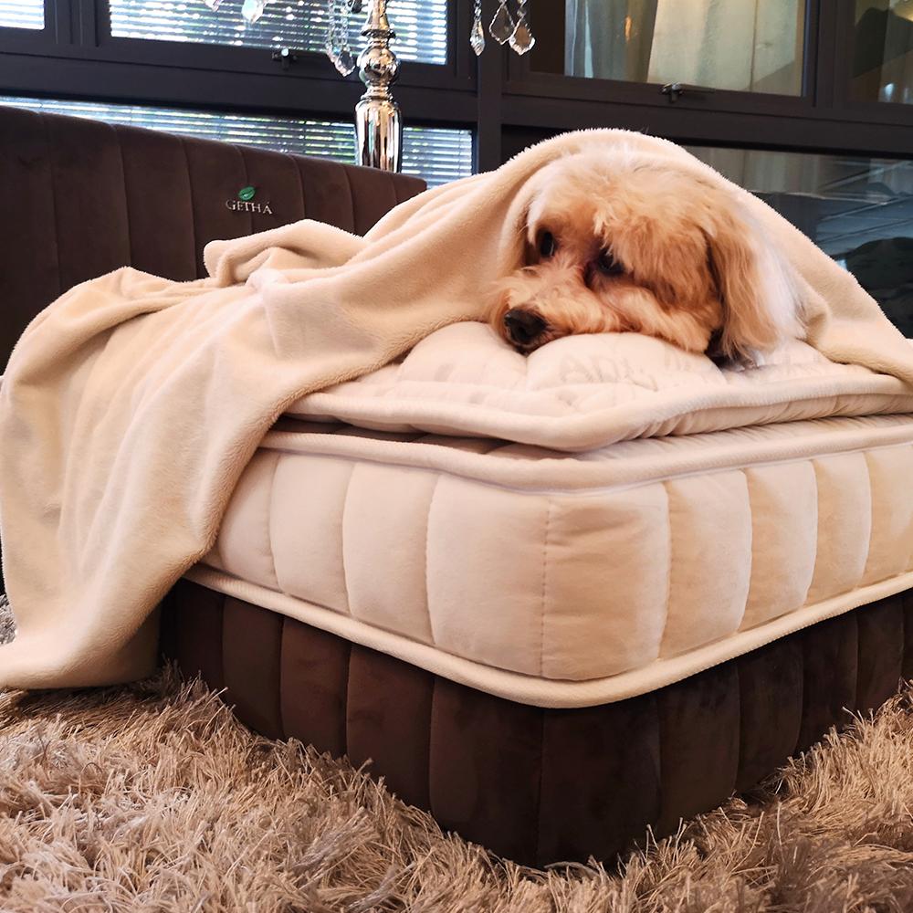 Dog sleeps on Pet Bed