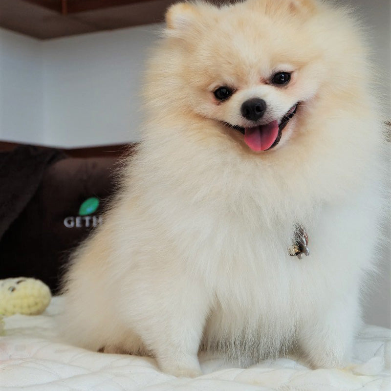 Let your fur kids dog rest with joy at bed